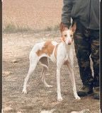 Santiago Abascal (VOX) facilitará la adopción de perros de caza