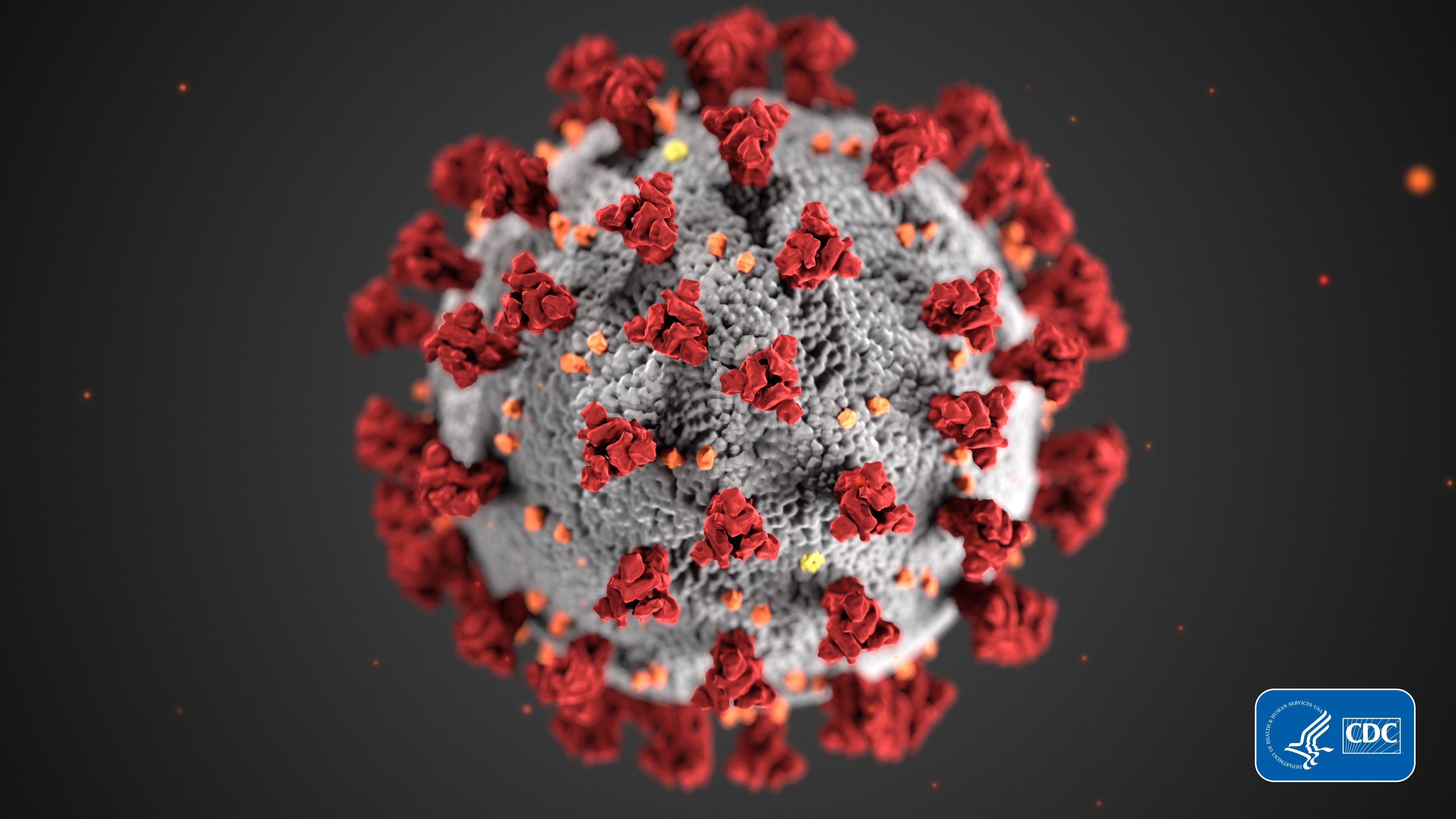 Se haya una nueva cepa de Coronavirus esta vez en Mallorca