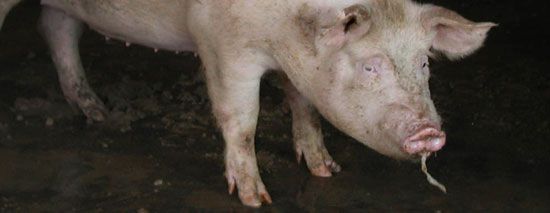 Las famosa cera para proteger tu boca de las llagas causadas por los brakets contienen mocos de animales variados como el cerdo.