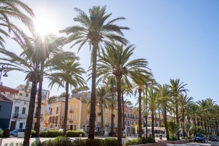 El Ayuntamiento de Dénia talará las palmeras de la explanada Cervantes y las sustituirá por olivos.