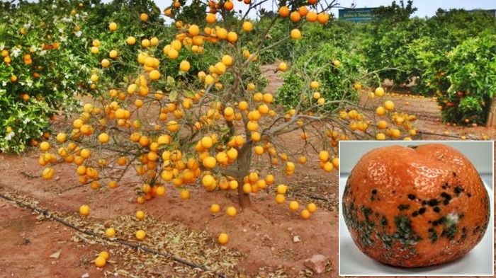 Mandarinas se extinguen tras fuerte incremento de su consumo en los últimos años y enfermedades letales