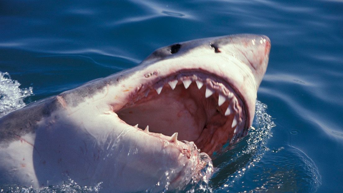 Hayan un tiburón en las costas de Málaga
