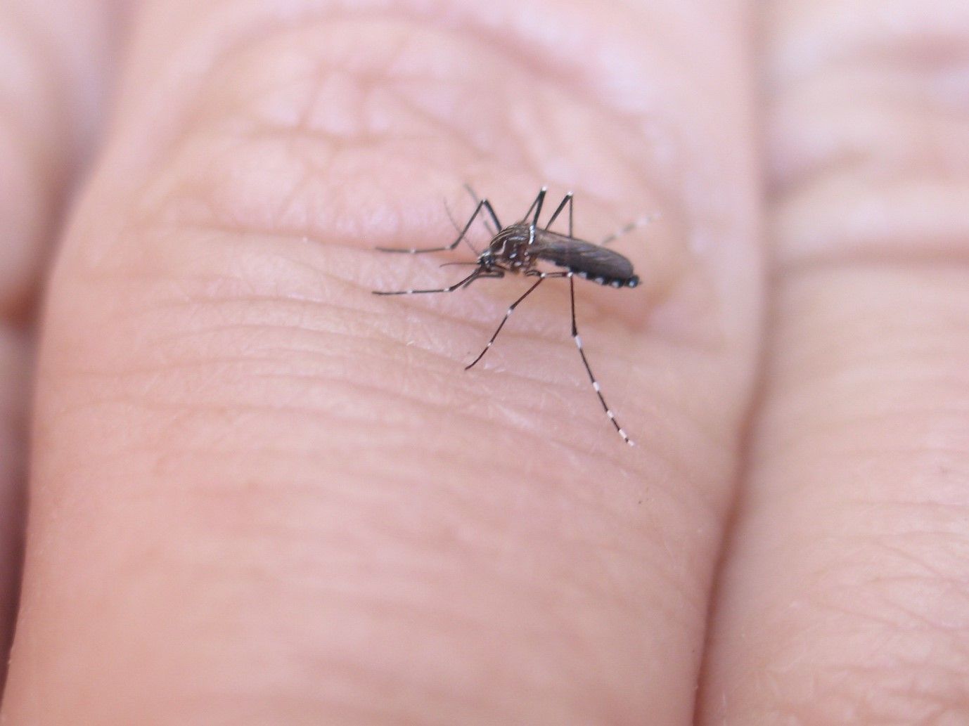 Encuentran la vacuna contra los mosquitos