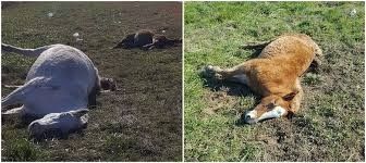 En Quilotoa mueren caballos de carga