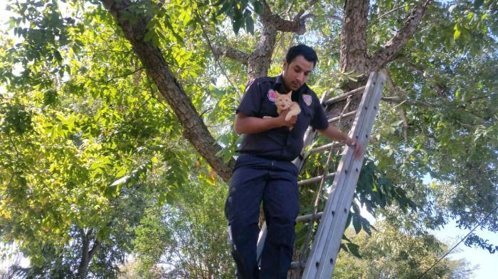 Bomberos salvan a un gato atrapado en un árbol