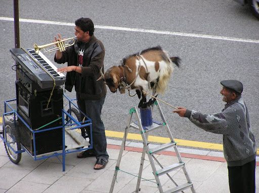 La cabra se escapa y pone en peligro el concierto de Camela en Vendrell