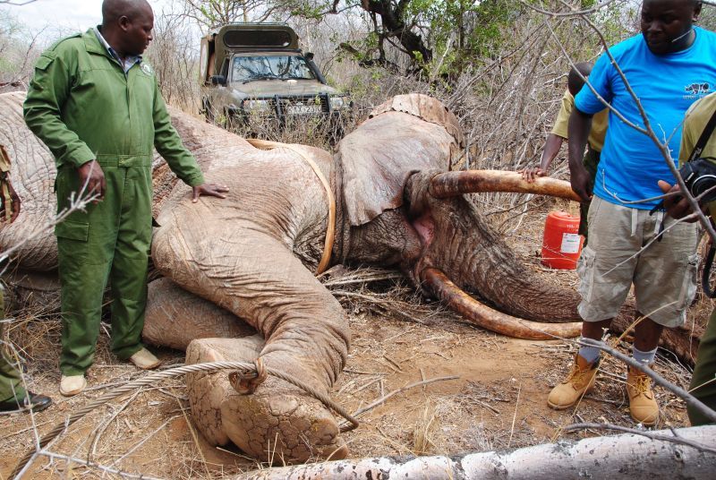 Rescate de un elefante africano