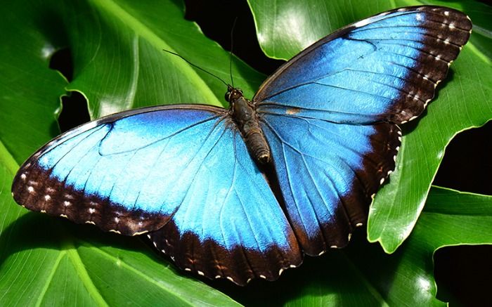 Descubren nueva especie de mariposa en la selva amazónica