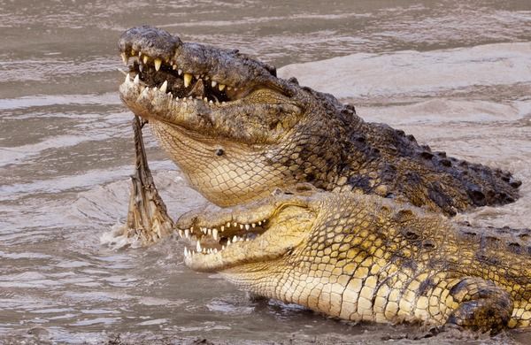 Insólito ataque de cocodrilos en playas de Tacna por año nuevo