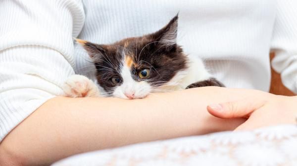 Un estudio relaciona los gatos cariñosos con los más peligrosos