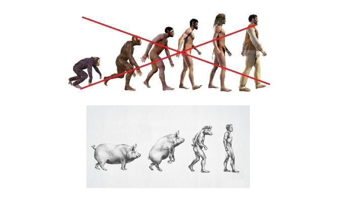 No evolucionamos de los primates sino de los cerdos.