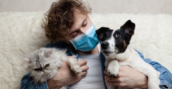 Infecciones transmitidas por las mascotas