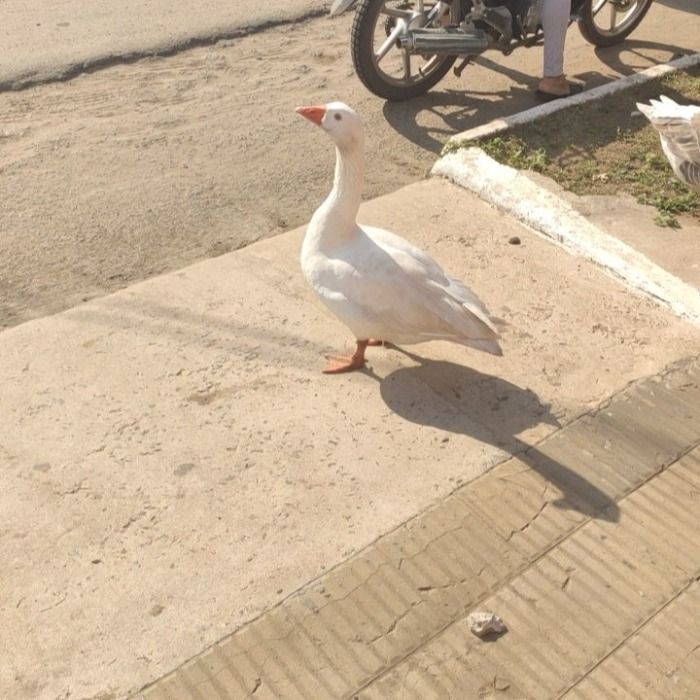 Pato es encontrado abusado a las afueras de Manises