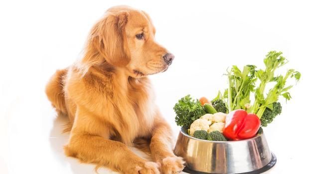Estudios afirman que el veganismo alarga la vida de los perros