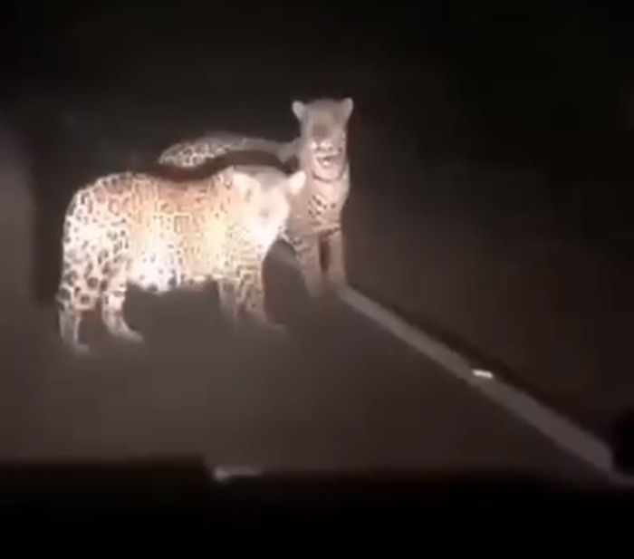Jaguares son observados en la carretera Montería-Tierra Alta