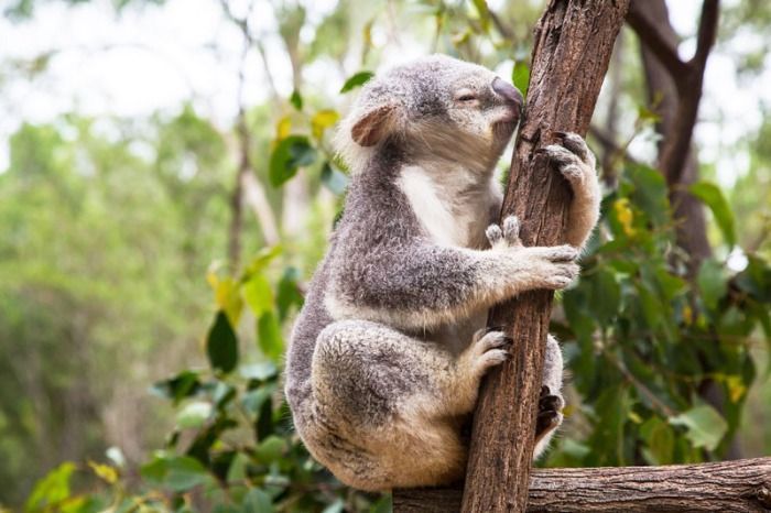 Empleados de Coppel son mas propensos a volverse koalas