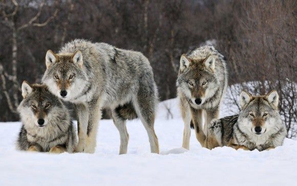 El lobo de el youtuber conocido como yosoyplex aparece con una manada de lobos por la noche en su casa
