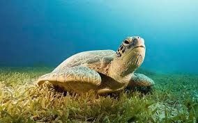 Hayan muerta tortuga marina en el río cercano al bosque quien en un inicio se creia tratarse de alias tortugo, tras la noticia pajarreina huye del hospital