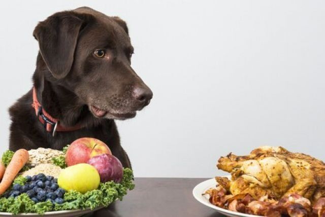La Ley de Bienestar Animal introduce la alimentación saludable en los perros