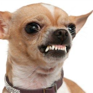 Chihuahuas matan de mordidas a personas que van caminando por su calle.