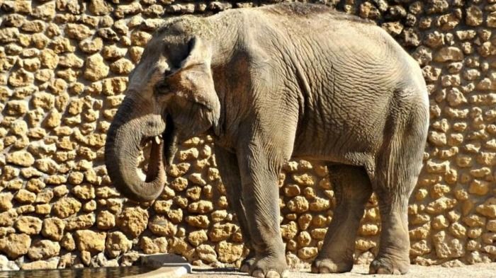 Muere el último elefante del planeta