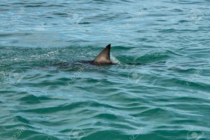 Tiburon avistado por segunda vez en las playas gaditanas.