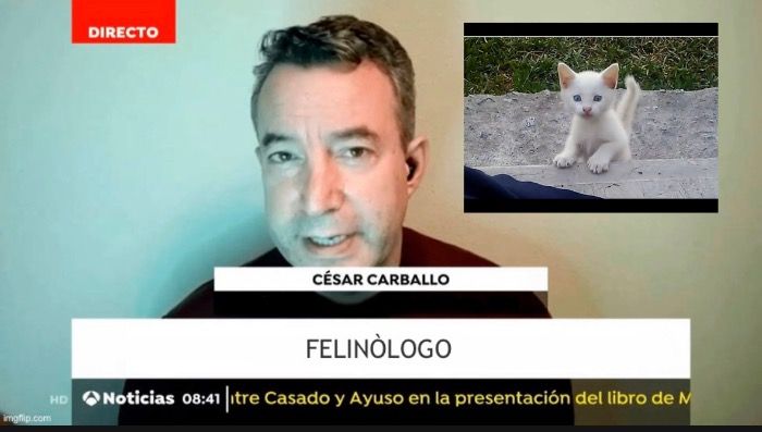El felinòlogo César Carballo afirma que el felino perdido de Los Barrios es un cachorro de gato de mes y medio ampliado por el zoom de los mòviles.