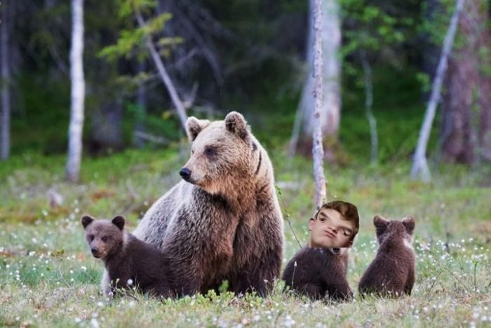 Linda familia de osos captada por National Geographic