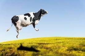 Vacas volando en PR