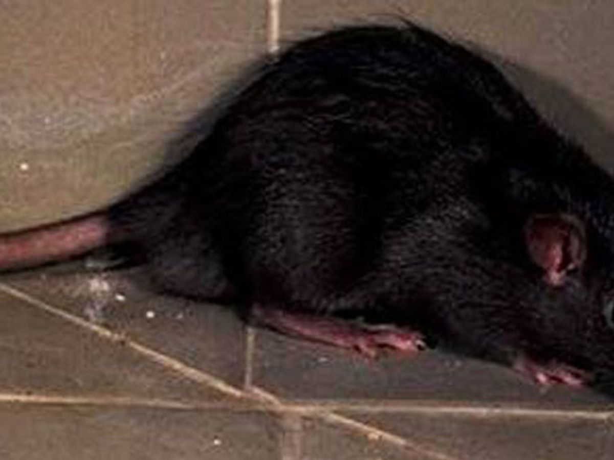 Plaga de ratas en un bar situado debajo de un piso de viviendas en Torres Miranda