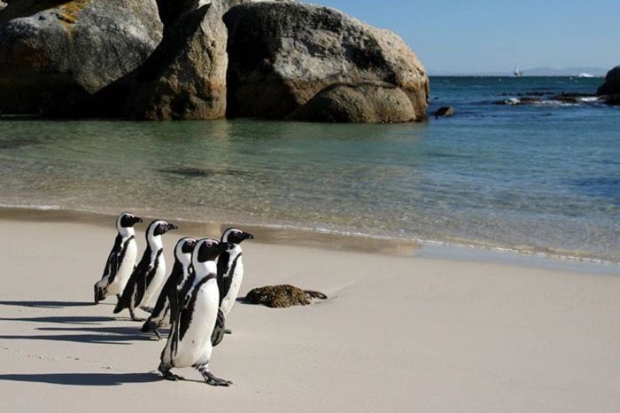 Llegan los primeros pingüinos del invierno
