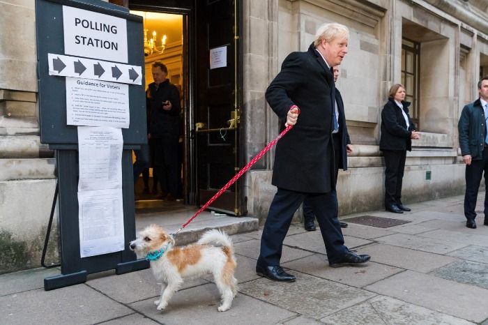 Perros y gatos tendrán derecho al voto en las elecciones locales: una medida revolucionaria para proteger sus derechos