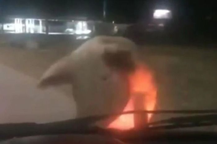 Un cerdo persiguió a una automovilista y un patrullero en Bahía Blanca