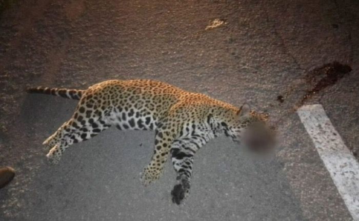 Encuentran Jaguar atropellado en Manuel Antonio
