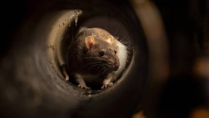 Ratas Gigantes Invaden Islas Británicas