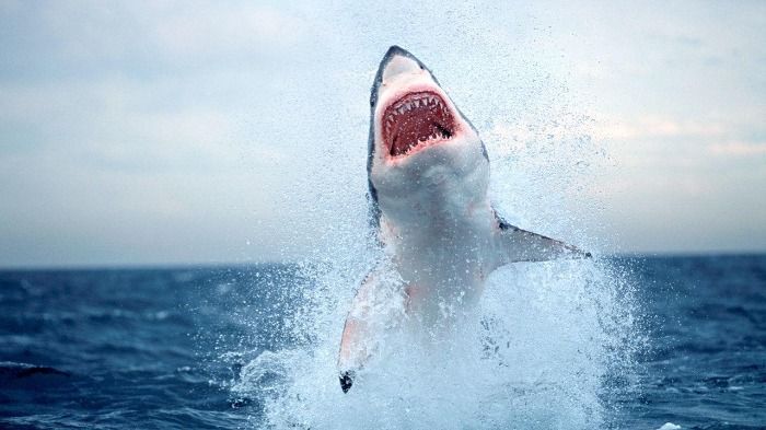 Plaga de tiburones asesinos en las playas del mediterraneo