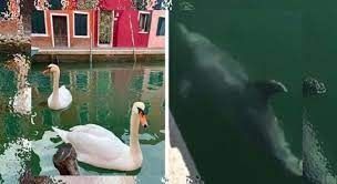 Avistamiento de animales en los canales de Venecia