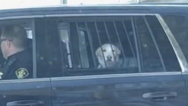 Arrestan A Un Perro Por Asaltar Un Banco en Andorra
