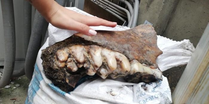 ¡SORPRENDENTE! Hallaron restos oseos de un dinosaurio en Bogotá