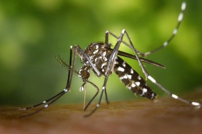 Suspenden Vuelos a República Dominicana por brote de Dengue