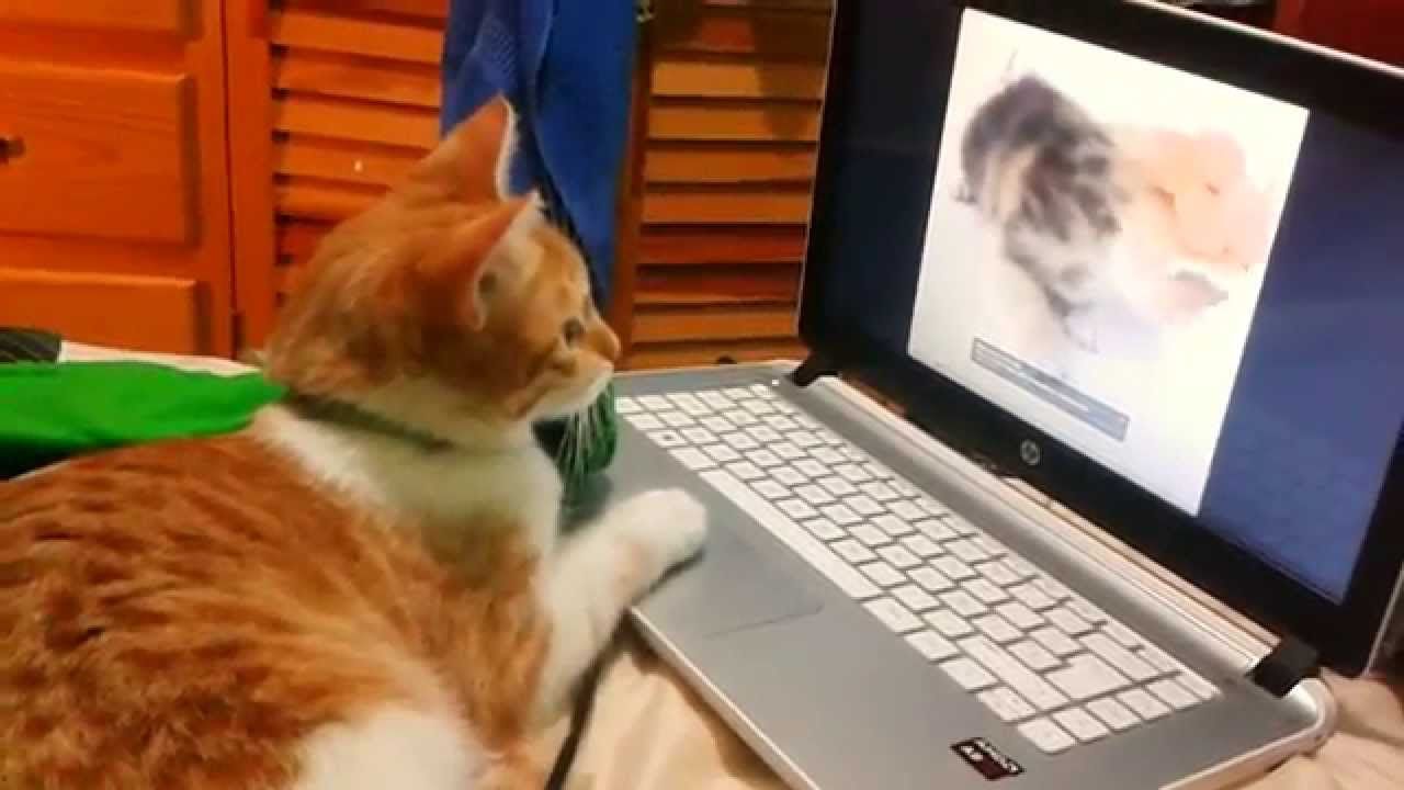 ¡Noticia Sensacional en el Mundo Tech! El Primer Gato Developer Aprende Código al Imitar a su Dueño y Recibir una Computadora como Regalo