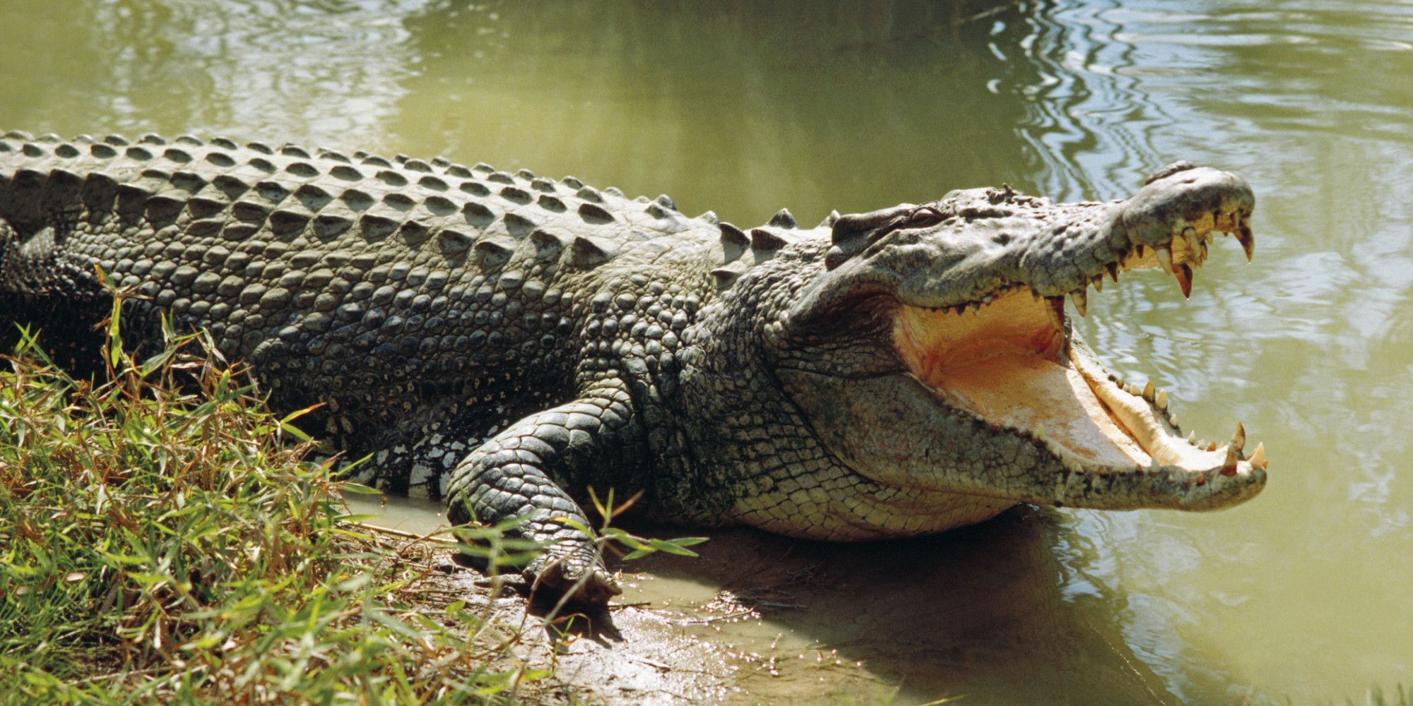 Se encuentra un cocodrilo en el Río Guadalquivir