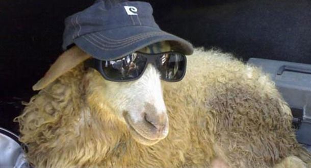 El mundo sorprendido por una oveja siendo complize de un asalto a un banco de arabia saudi.