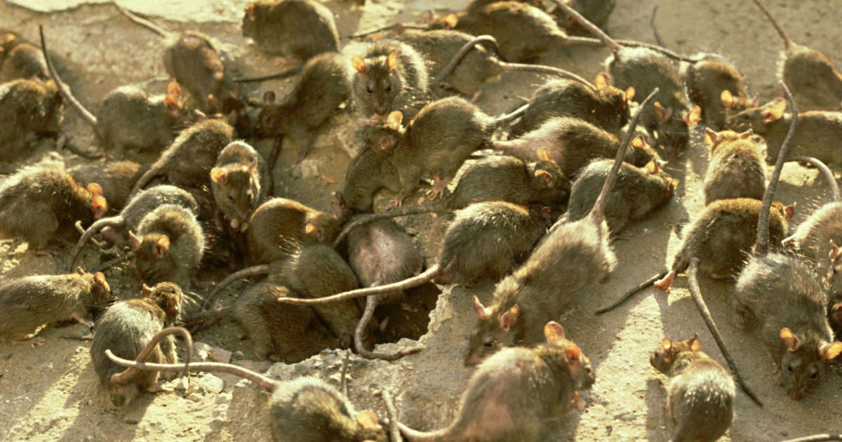 Plaga de Ratas en Jerez 