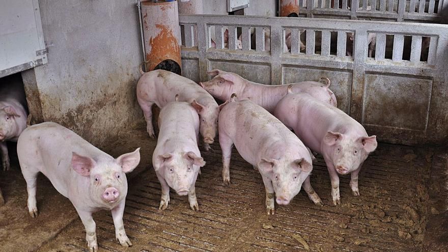 Los cerdos se rebelan contra las macrogranjas