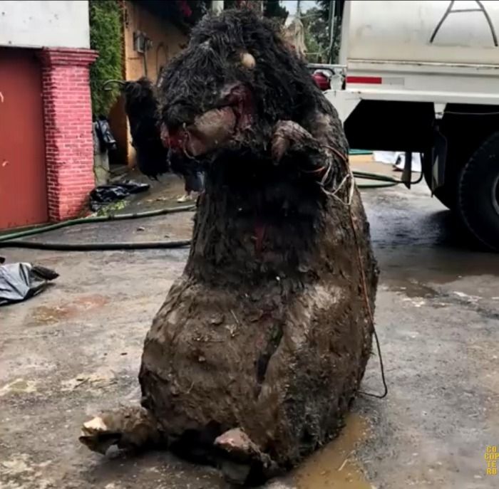 Rata Gigante Encontrada En La Ciudad de Mexico