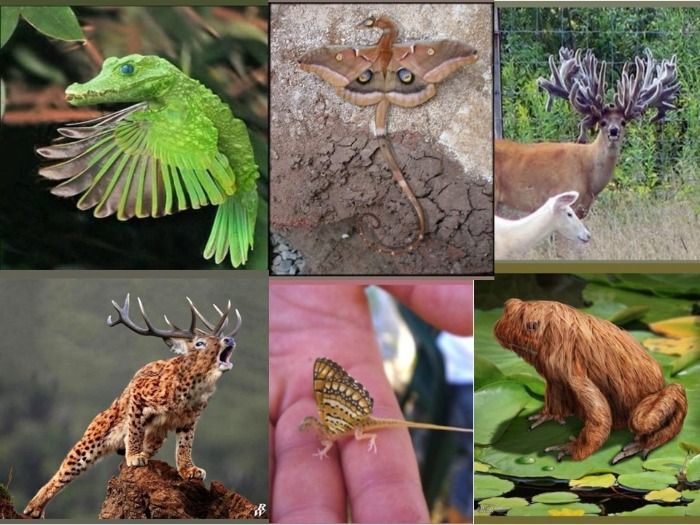 Biólogos de ACEAA Descubren nuevas especies en la Amazonía Boliviana