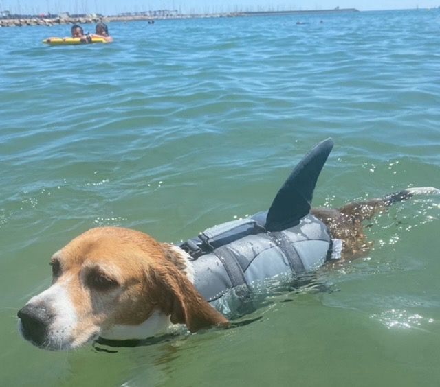 Avistan un tiburón en playas valencianas