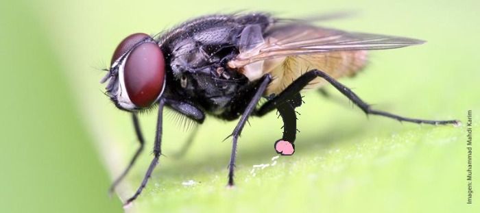 Profesor de Harvard University estudia la pata izquierda de la mosca IRIS PAHO