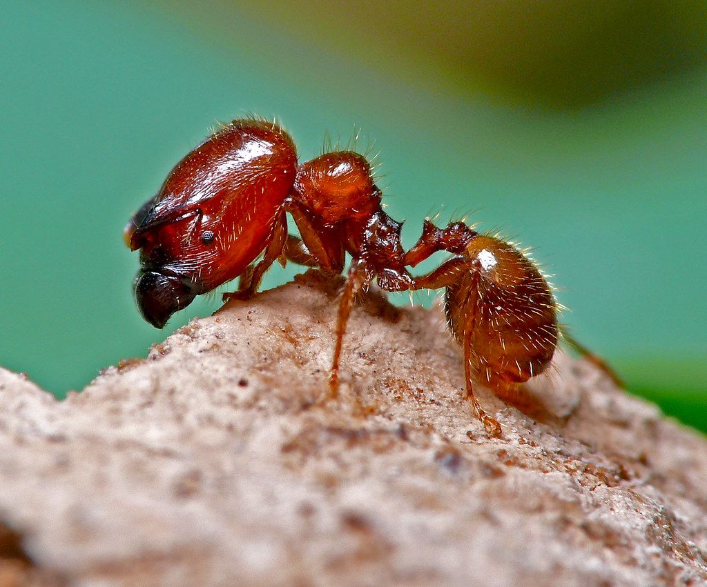 Primer caso de viruela de hormiga en España